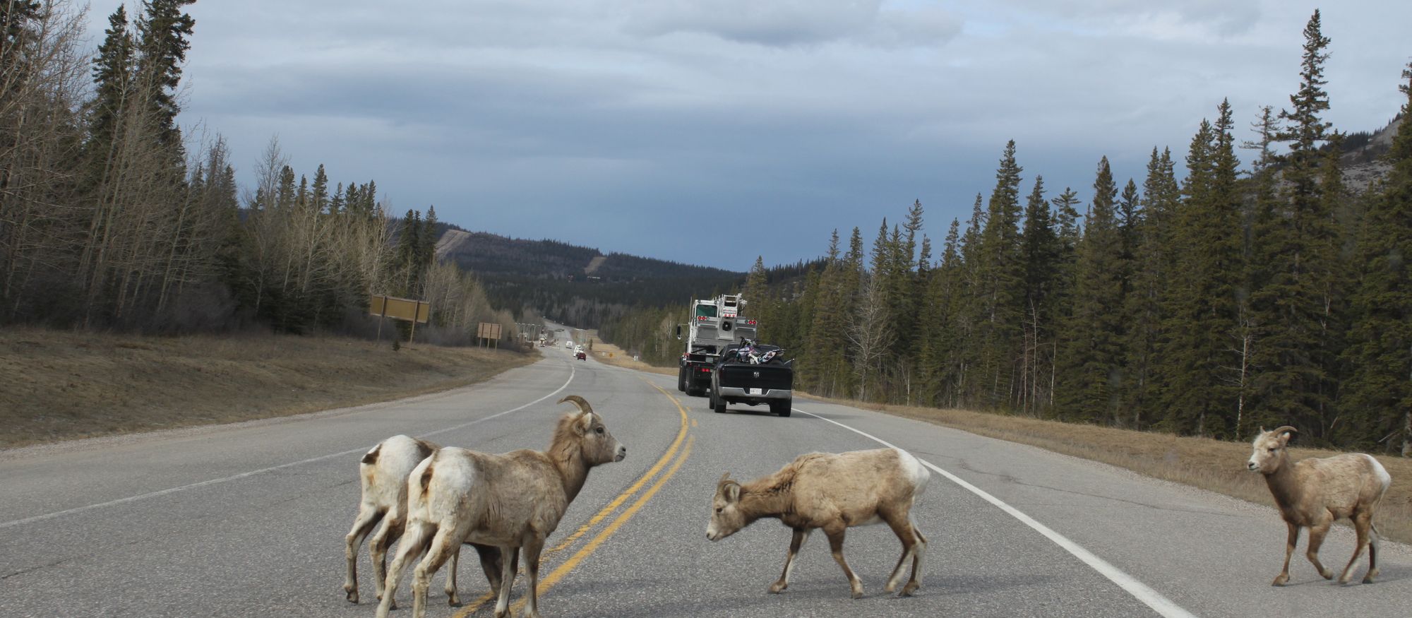 Deer crossing a forest road in front of a distant car